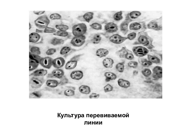 Культура перевиваемой линии