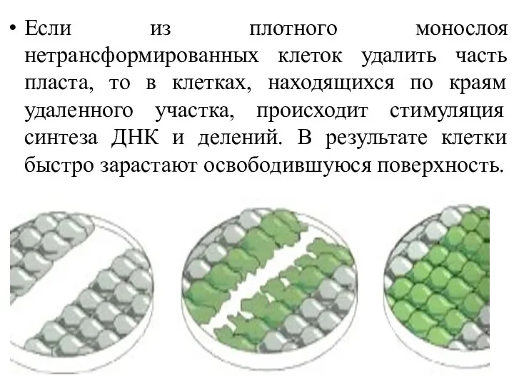 Если из плотного монослоя нетрансформированных клеток удалить часть пласта, то