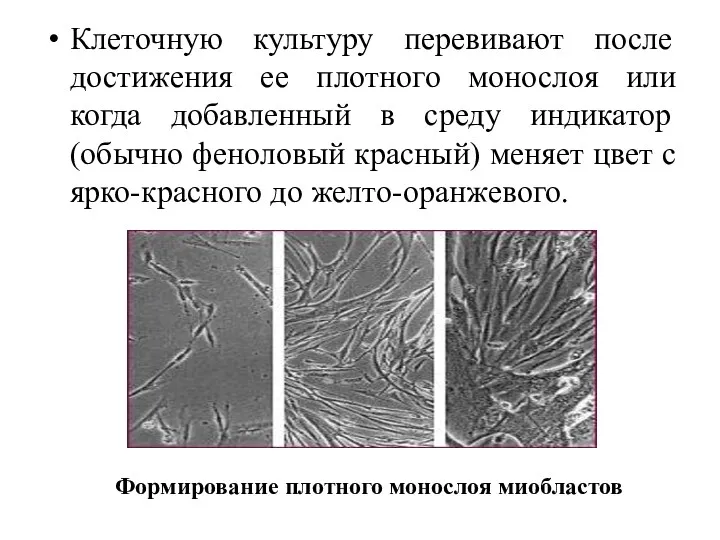 Клеточную культуру перевивают после достижения ее плотного монослоя или когда