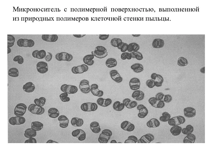 Микроноситель с полимерной поверхностью, выполненной из природных полимеров клеточной стенки пыльцы.