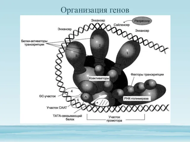 Организация генов