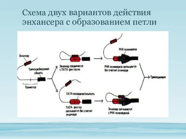 Схема двух вариантов действия энхансера с образованием петли