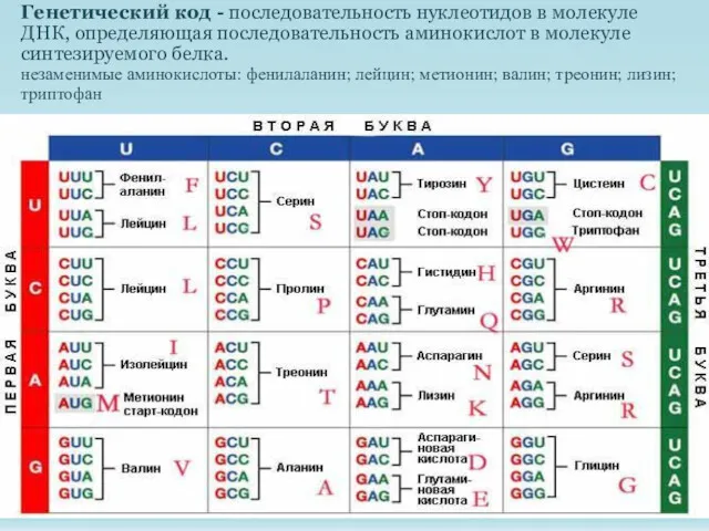 Генетический код - последовательность нуклеотидов в молекуле ДНК, определяющая последовательность