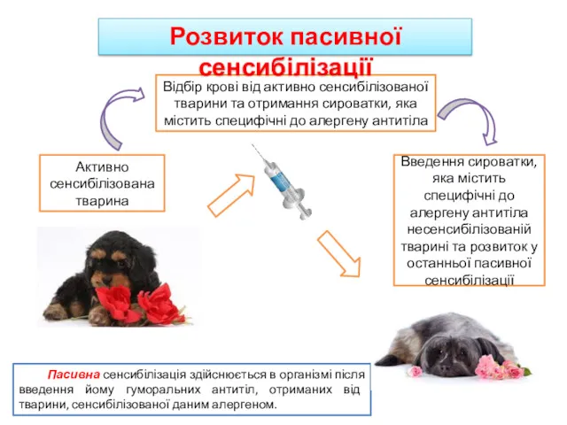 Розвиток пасивної сенсибілізації Пасивна сенсибілізація здійснюється в організмі після введення