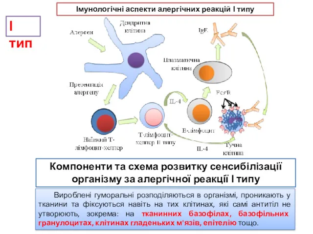 Компоненти та схема розвитку сенсибілізації організму за алергічної реакції І