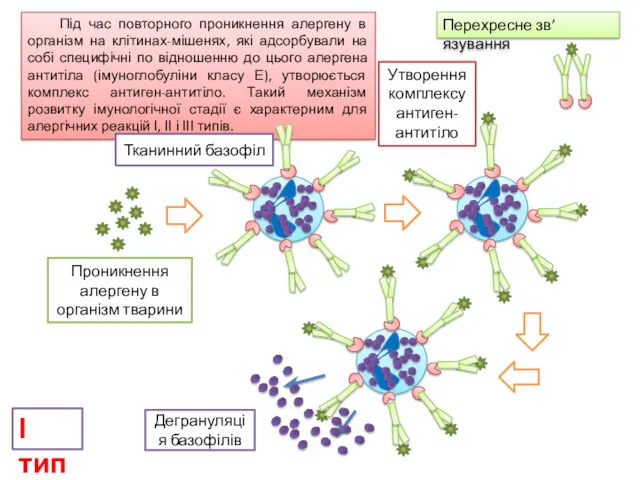 Під час повторного проникнення алергену в організм на клітинах-мішенях, які