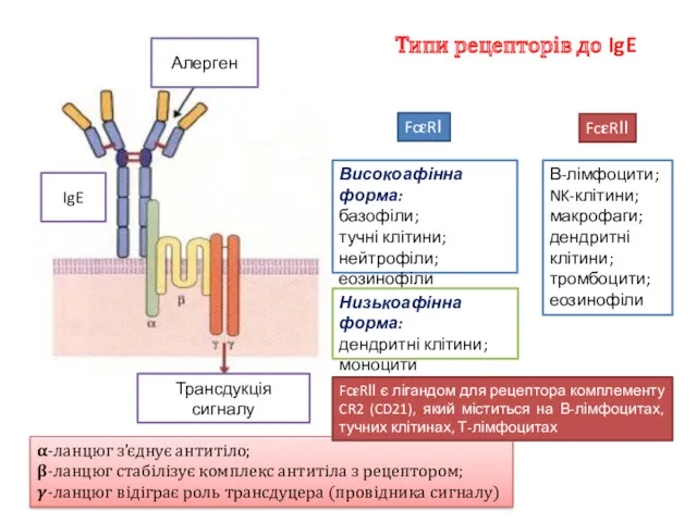 ?-ланцюг з’єднує антитіло; ?-ланцюг стабілізує комплекс антитіла з рецептором; ?-ланцюг відіграє роль трансдуцера (провідника сигналу)