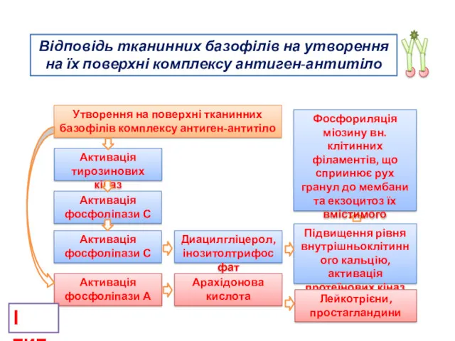 Відповідь тканинних базофілів на утворення на їх поверхні комплексу антиген-антитіло І тип