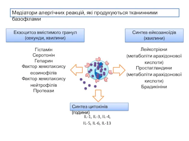 Медіатори алергічних реакцій, які продукуються тканинними базофілами