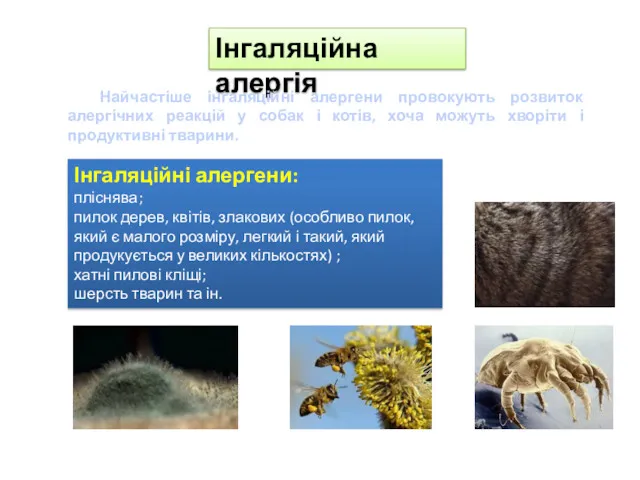 Інгаляційна алергія Найчастіше інгаляційні алергени провокують розвиток алергічних реакцій у