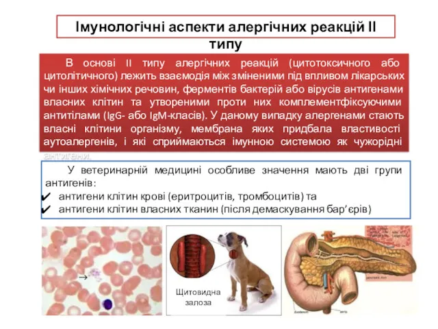Імунологічні аспекти алергічних реакцій ІІ типу В основі II типу