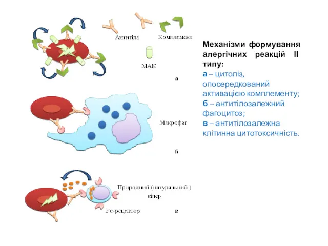 Механізми формування алергічних реакцій ІІ типу: а – цитоліз, опосередкований