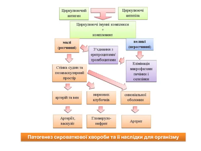 Патогенез сироваткової хвороби та її наслідки для організму