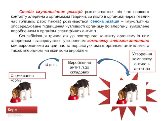 Стадія імунологічних реакцій розпочинається під час першого контакту алергена з