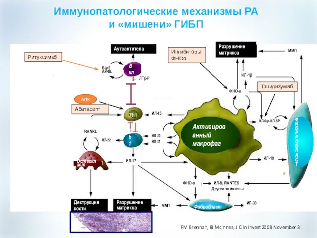 Активированный макрофаг Фибробласт Ф И Б Р Р О Б