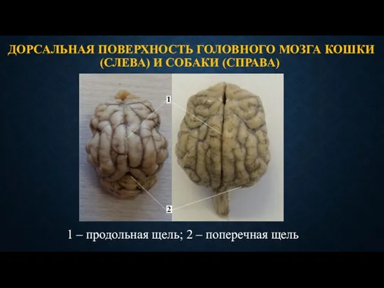 ДОРСАЛЬНАЯ ПОВЕРХНОСТЬ ГОЛОВНОГО МОЗГА КОШКИ (СЛЕВА) И СОБАКИ (СПРАВА) 1