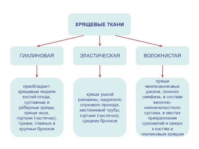 ХРЯЩЕВЫЕ ТКАНИ ГИАЛИНОВАЯ ВОЛОКНИСТАЯ ЭЛАСТИЧЕСКАЯ преобладает: хрящевые модели костей плода,