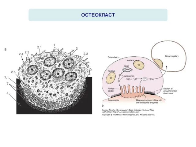 ОСТЕОКЛАСТ