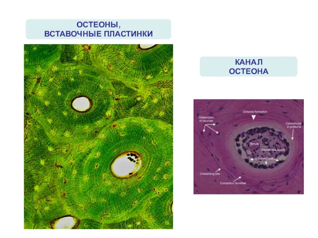 ОСТЕОНЫ, ВСТАВОЧНЫЕ ПЛАСТИНКИ КАНАЛ ОСТЕОНА