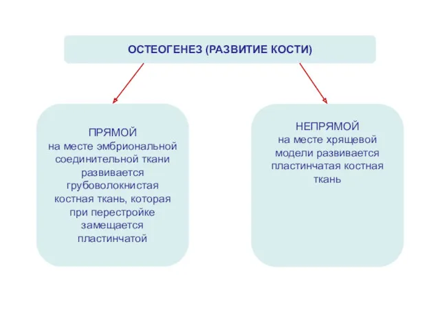 ОСТЕОГЕНЕЗ (РАЗВИТИЕ КОСТИ) ПРЯМОЙ на месте эмбриональной соединительной ткани развивается