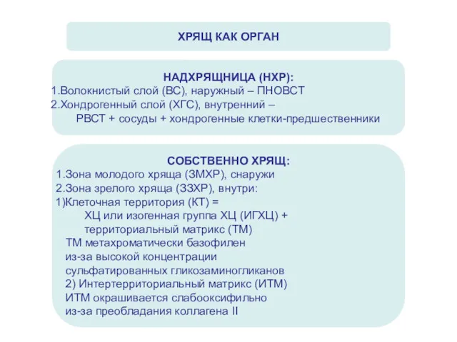 НАДХРЯЩНИЦА (НХР): Волокнистый слой (ВС), наружный – ПНОВСТ Хондрогенный слой