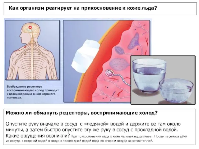 Как организм реагирует на прикосновение к коже льда? Можно ли