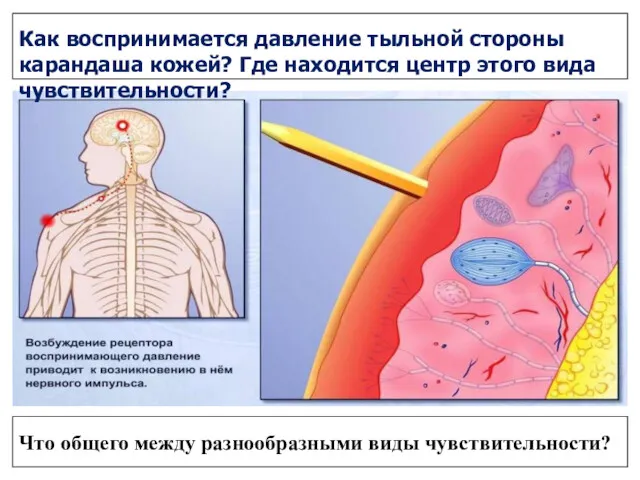 Как воспринимается давление тыльной стороны карандаша кожей? Где находится центр