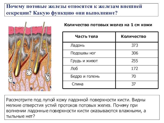 Почему потовые железы относятся к железам внешней секреции? Какую функцию