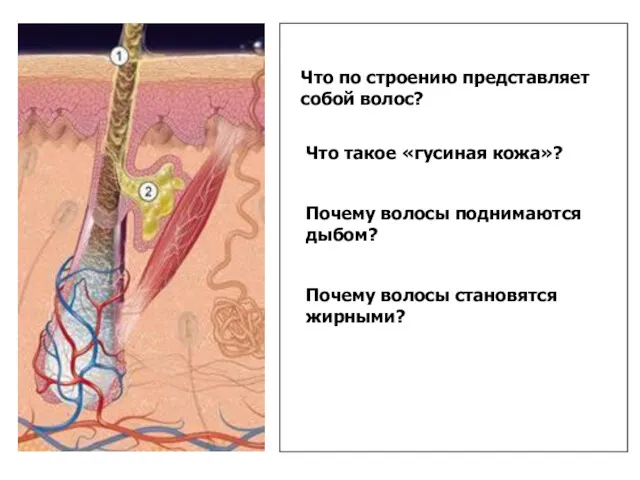 Что такое «гусиная кожа»? Почему волосы поднимаются дыбом? Почему волосы