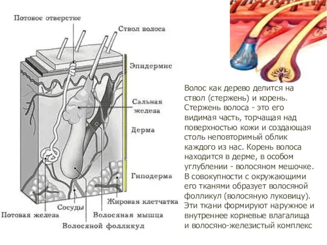 Волос как дерево делится на ствол (стержень) и корень. Стержень