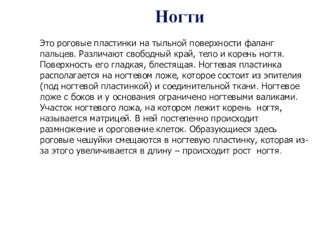 Ногти Это роговые пластинки на тыльной поверхности фаланг пальцев. Различают