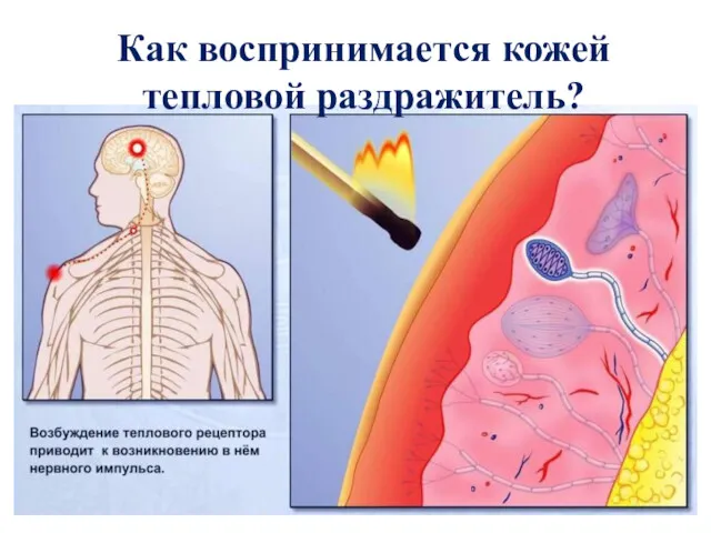 Как воспринимается кожей тепловой раздражитель?