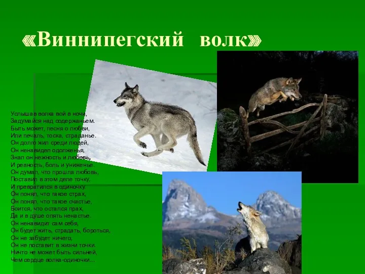 «Виннипегский волк» Услышав волка вой в ночи, Задумайся над содержаньем.