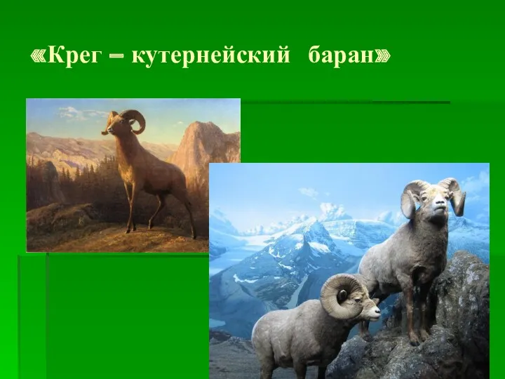 «Крег – кутернейский баран»