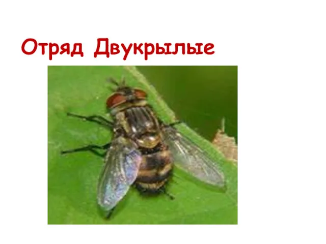 Отряд Двукрылые