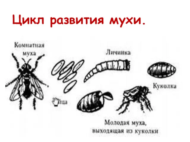 Цикл развития мухи.