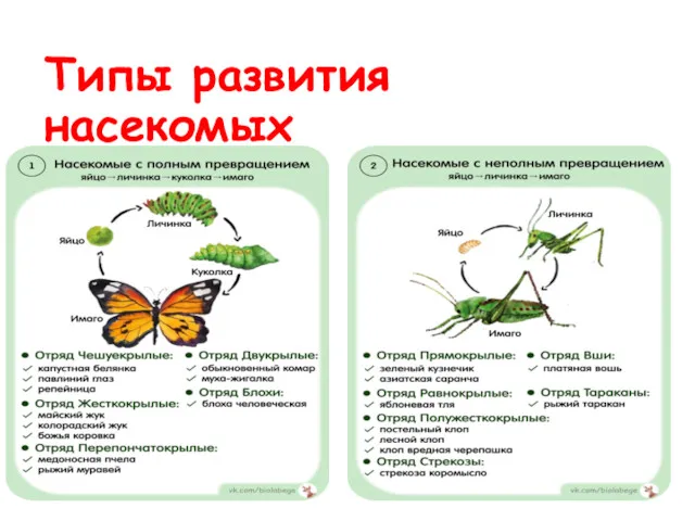 Типы развития насекомых