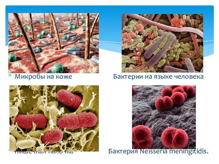 Микробы на коже Бактерии на языке человека Кишечная палочка Бактерия Neisseria meningitidis.