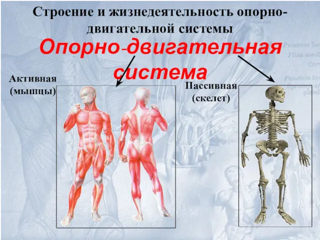 Опорно-двигательная система Активная (мышцы) Пассивная (скелет) Строение и жизнедеятельность опорно-двигательной системы