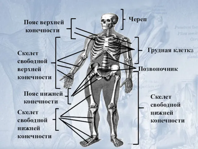 Пояс верхней конечности Скелет свободной верхней конечности Череп Грудная клетка Позвоночник Скелет свободной