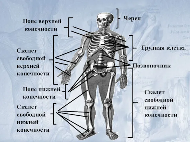 Пояс верхней конечности Скелет свободной верхней конечности Череп Грудная клетка