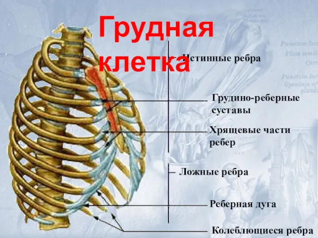Истинные ребра Грудино-реберные суставы Хрящевые части ребер Ложные ребра Реберная дуга Колеблющиеся ребра Грудная клетка