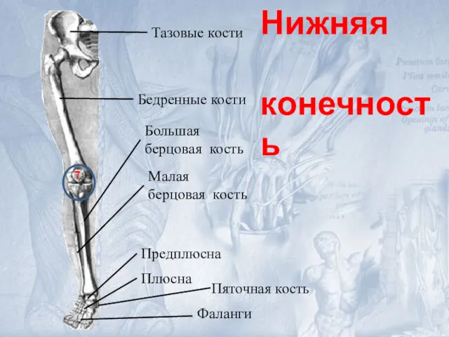 Тазовые кости Бедренные кости Большая берцовая кость Малая берцовая кость Предплюсна Плюсна Фаланги