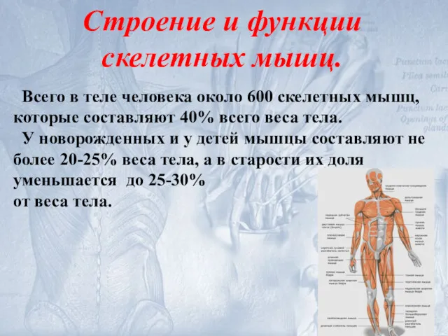 Строение и функции скелетных мышц. Всего в теле человека около 600 скелетных мышц,