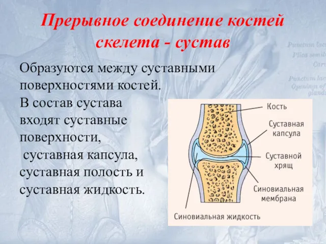 Прерывное соединение костей скелета - сустав Образуются между суставными поверхностями