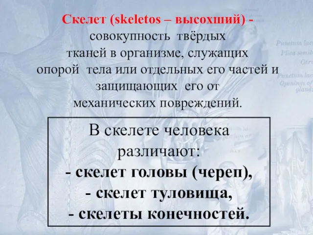 Скелет (skeletos – высохший) - совокупность твёрдых тканей в организме,