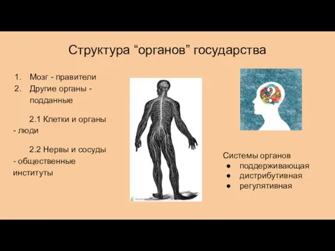 Структура “органов” государства Мозг - правители Другие органы - подданные