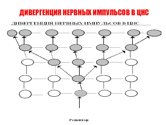 ДИВЕРГЕНЦИЯ НЕРВНЫХ ИМПУЛЬСОВ В ЦНС