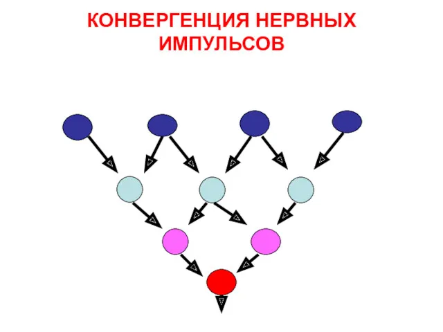 КОНВЕРГЕНЦИЯ НЕРВНЫХ ИМПУЛЬСОВ