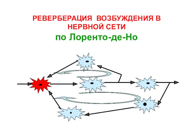 РЕВЕРБЕРАЦИЯ ВОЗБУЖДЕНИЯ В НЕРВНОЙ СЕТИ по Лоренто-де-Но